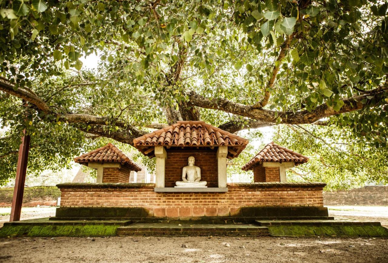 Thaulle Ayurveda Resort - Yala Tissamaharama Eksteriør billede